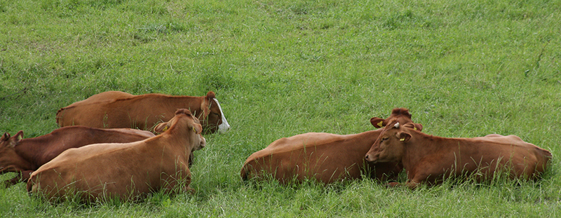 Cows near the Beyeler Foundation in Basel, Switzerland