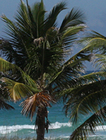 Miami palm