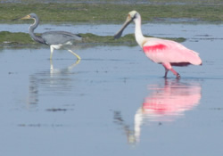 Spoonbill