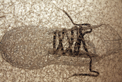 at Scope 2011.