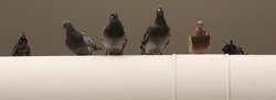 Venice Biennale 2011 pigeons. Photo copyright Mark Dahle 2011.