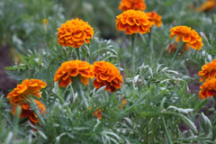 Downtown Dallas flowers, © Mark Dahle 2015.