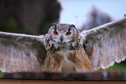 2013 Venice Biennale